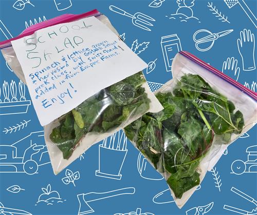 Gerlach K-12's preschool class grew spinach and lettuce this Spring.
